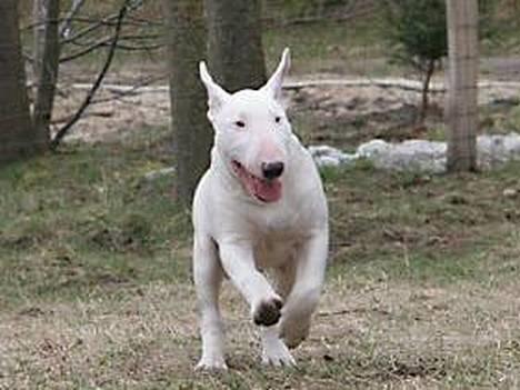 Bullterrier Brauners Hender (Eddie) (Himmelhund) billede 2