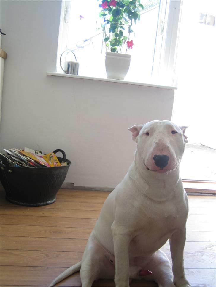 Bullterrier Brauners Hender (Eddie) (Himmelhund) billede 3