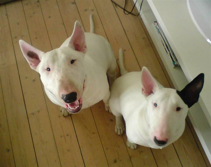 Bullterrier Brauners Hender (Eddie) (Himmelhund) - Eddie og kuld søster Liva billede 4