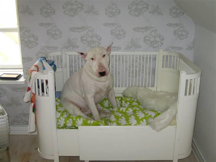 Bullterrier Brauners Hender (Eddie) (Himmelhund) billede 5