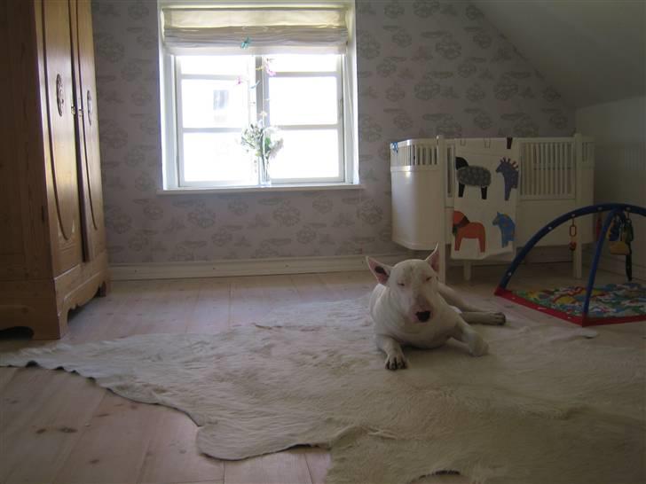 Bullterrier Brauners Hender (Eddie) (Himmelhund) billede 6