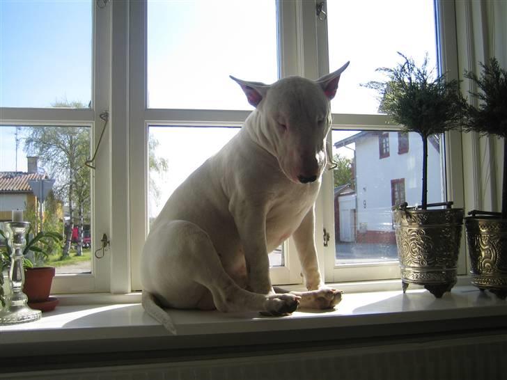 Bullterrier Brauners Hender (Eddie) (Himmelhund) - Eddies favorit plads billede 7