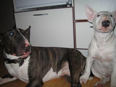 Bullterrier Brauners Hender (Eddie) (Himmelhund) - Eddie og halvbror Paco billede 8