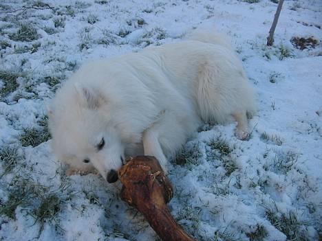 Samojedhund Tyson billede 1
