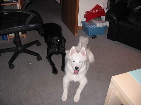 Samojedhund Tyson - Et sommer billede, dog uden helt så meget pels :D billede 2