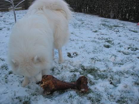 Samojedhund Tyson - Kun få uger gammelt billede.. Han nyder sneen og sit store ben billede 3