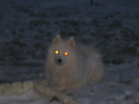 Samojedhund Tyson billede 4