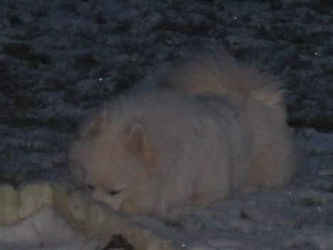 Samojedhund Tyson billede 5