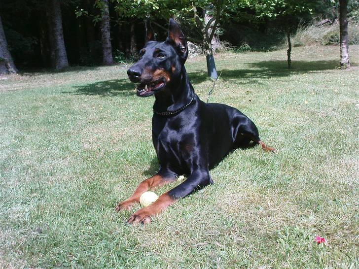 Dobermann Fanny      "RIP"  2011 - Velkommen. billede 1