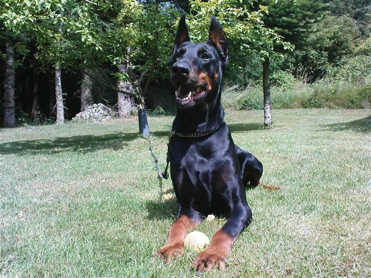 Dobermann Fanny      "RIP"  2011 - I sommerhus 09. billede 2
