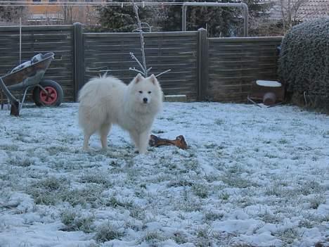 Samojedhund Tyson billede 8