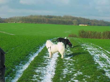 Samojedhund Tyson - En god gåtur..  billede 9