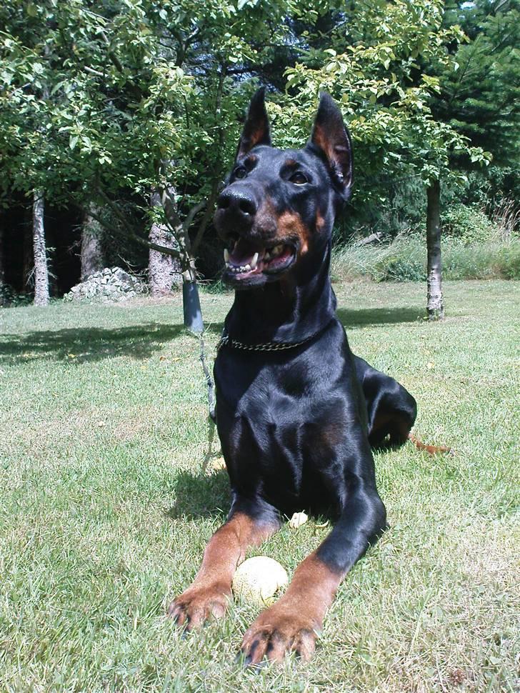 Dobermann Fanny      "RIP"  2011 - I sommerhus 09. billede 3
