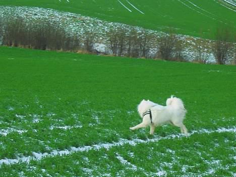 Samojedhund Tyson billede 10