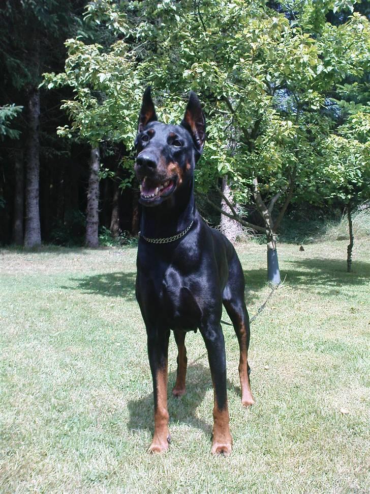 Dobermann Fanny      "RIP"  2011 - I sommerhus 09. billede 4