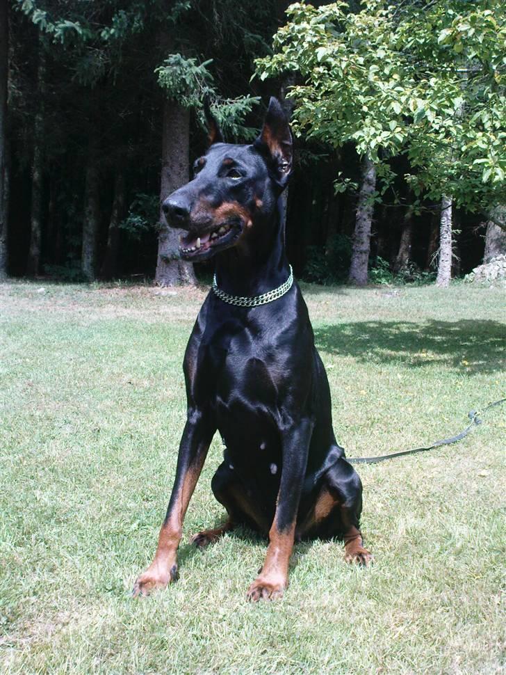Dobermann Fanny      "RIP"  2011 - I sommerhus 09. billede 5