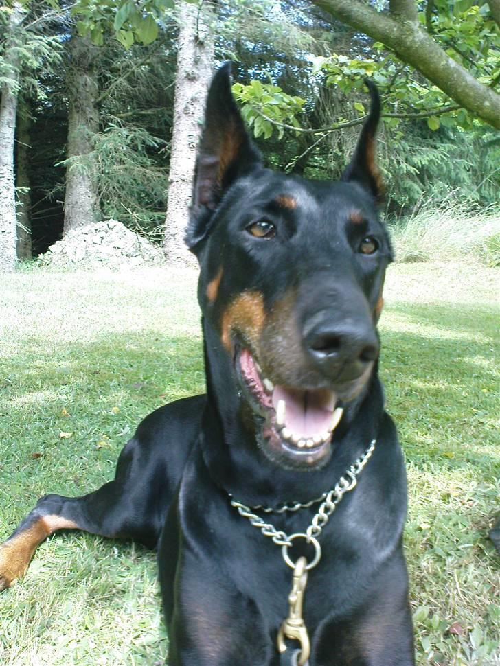 Dobermann Fanny      "RIP"  2011 - Glade hund, i sommerhus 09. billede 6
