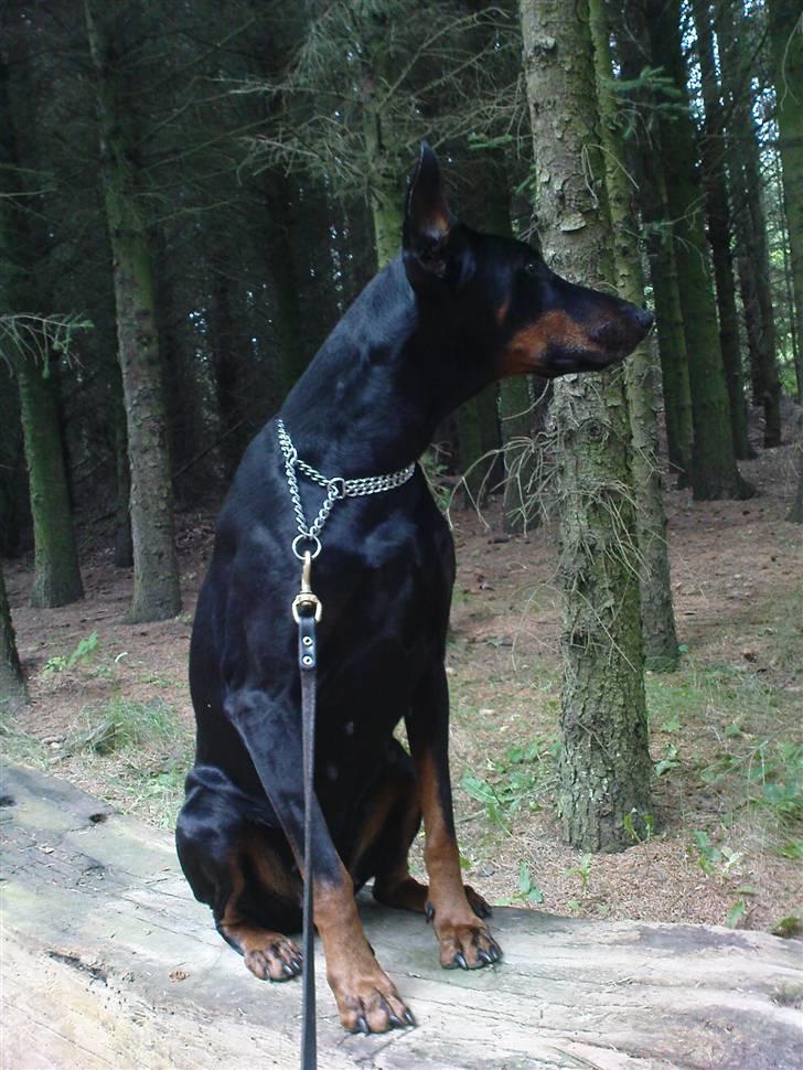 Dobermann Fanny      "RIP"  2011 - På vagt, måske der var et dyr i skoven :-) I sommerhus 09. billede 7