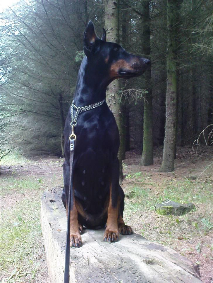 Dobermann Fanny      "RIP"  2011 - Smukke Fanny, i sommerhus 09. billede 8