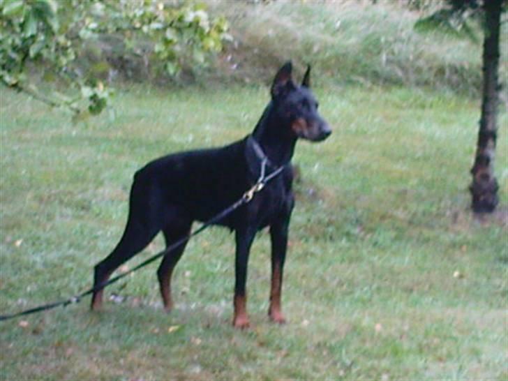 Dobermann Fanny      "RIP"  2011 - Lidt sløret billede, men super flotte Fanny i fuld figur :-) I sommerhus 09. billede 9