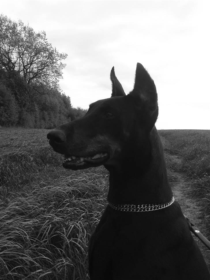 Dobermann Fanny      "RIP"  2011 - På gåtur i marken, efteråret 09. Fanny er dejligt frisk og opmærksom :-) billede 10