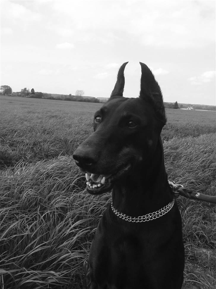 Dobermann Fanny      "RIP"  2011 - På gåtur i marken, efteråret 09. billede 11