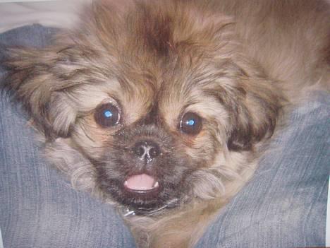 Tibetansk spaniel Popo billede 1