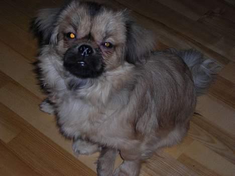 Tibetansk spaniel Popo billede 2
