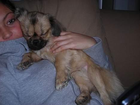 Tibetansk spaniel Popo billede 3