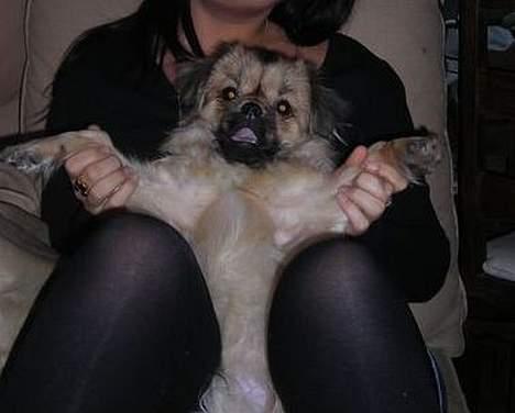 Tibetansk spaniel Popo billede 4