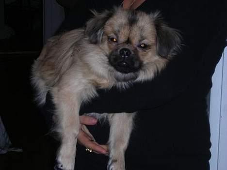 Tibetansk spaniel Popo billede 5