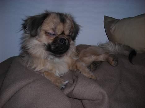 Tibetansk spaniel Popo billede 6