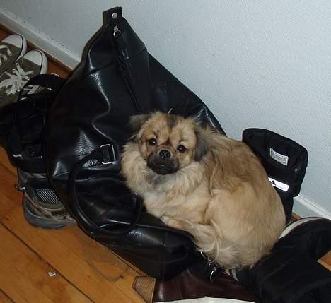 Tibetansk spaniel Popo billede 7