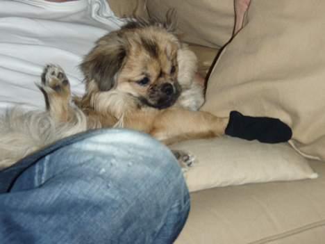 Tibetansk spaniel Popo - Popo havde fået en lille hudafskrabning på sin ene trædepude - derfor forsøgt med en lille sok, så der ikke kom salt op i det. Mindre glad :) billede 8