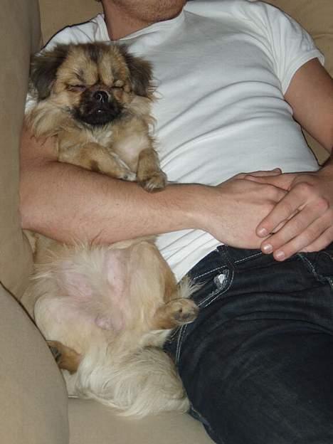 Tibetansk spaniel Popo billede 9