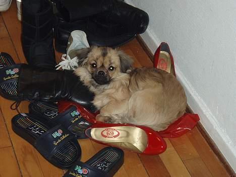 Tibetansk spaniel Popo billede 10