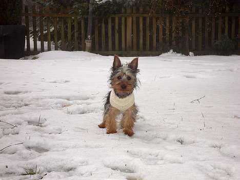 Australian silky terrier Ali - Har fået ny trøje. billede 12