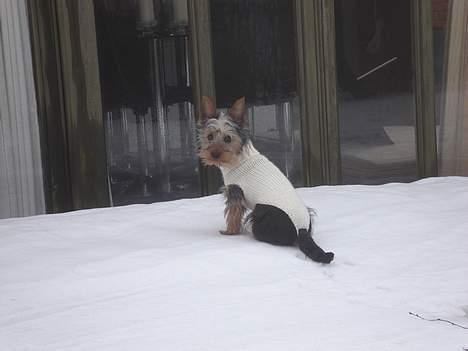 Australian silky terrier Ali - Jeg er bare såååå fin billede 13