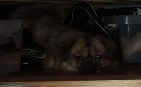 Tibetansk spaniel Popo billede 11