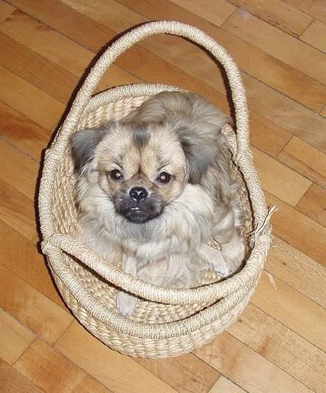 Tibetansk spaniel Popo billede 12