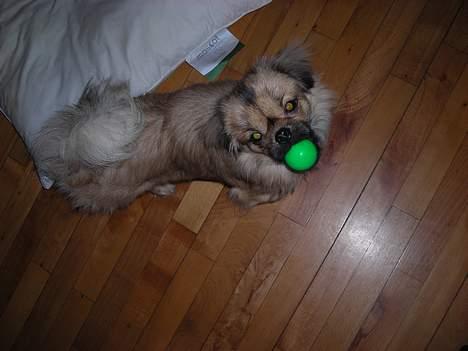 Tibetansk spaniel Popo billede 13