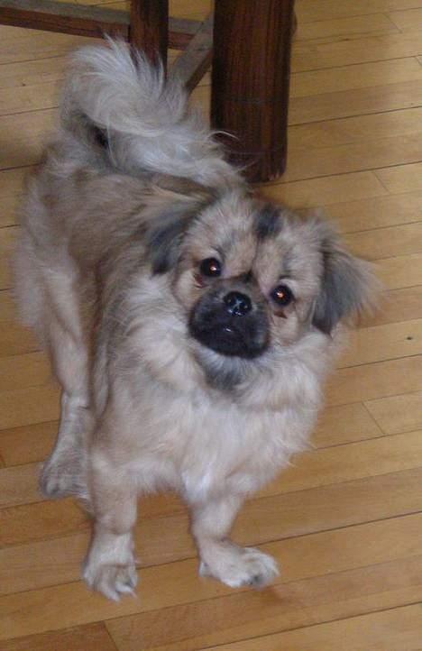 Tibetansk spaniel Popo billede 14