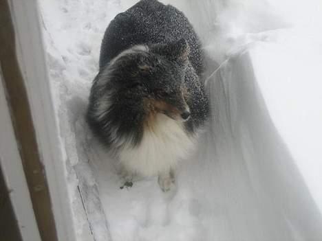 Shetland sheepdog Frida *død* - puha, du skal få betalt, sne! billede 7