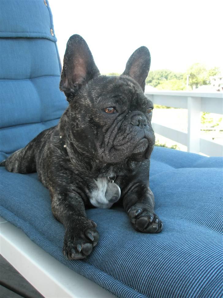 Fransk bulldog Barney of sweet angel - Nyder udsigten! billede 2