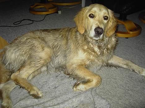 Golden retriever Tantor - Føj man bliver beskidt af at lege efter hundetræning :P Men det er rigtig lækkert :D billede 7