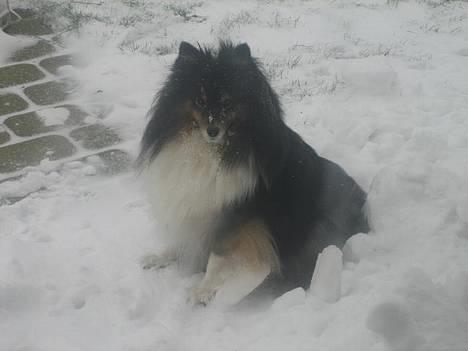 Shetland sheepdog Frida *død* - Arh :D det er da dejlig køligt herude hva ? billede 8