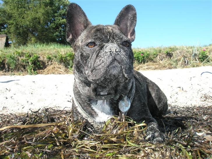 Fransk bulldog Barney of sweet angel - Strandløve rullet ind i sand! billede 3