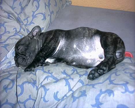 Fransk bulldog Barney of sweet angel - En lille nyankommen Barney, som er meget træt! billede 4