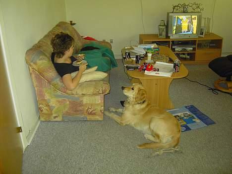 Golden retriever Tantor - Tigger ikke - holder bare øje med om mor taber noget på gulvet :P Skal nok samle op så :D billede 8