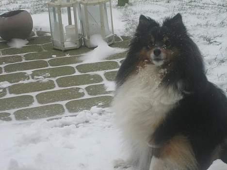 Shetland sheepdog Frida *død* - uh ? fugl  .. billede 9